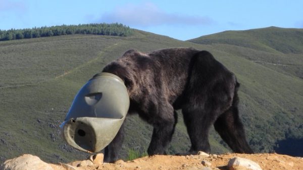 El oso tenía el bidón de plástico encajado en la cabeza.