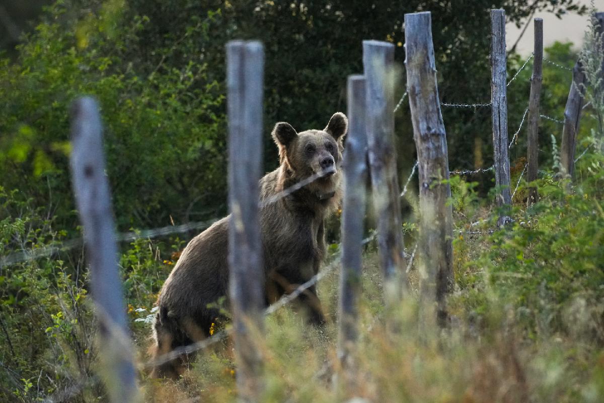 Pastores eléctricos en la Montaña Palentina para proteger las colmenas de  los ataques de osos